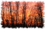 il bosco brucia...
