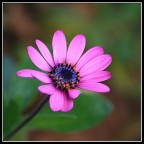 Colori Naturali