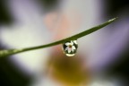 crocus