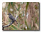 solitario