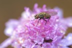 semplice mosca