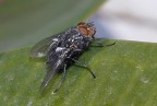 mosca su foglia
