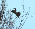 Cormorano?