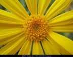 La fotografia  stata scattata con una macchina fotografica digitale. In un secondo momento  stata ritoccata a computer aumentando il contrasto, regolando la colorazione e togliendo le imperfezioni.

Soggetto: Margherita gialla - Bioparco - Roma

Tecnologia: Nikon Coolpix L5 e Adobe Photoshop