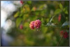 Fiori...