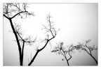 DANZA DI ALBERI