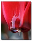 100 macro... consigli!!!