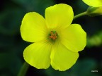 Fiore di campo