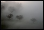 Trees in the Fog