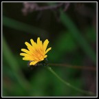 Piccolo fiore
