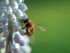Winter Bee