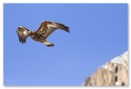 Aquila nel cielo