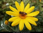 La fotografia  stata scattata con una macchina fotografica digitale. In un secondo momento  stata ritoccata a computer aumentando il contrasto, regolando la colorazione e togliendo le imperfezioni.

Soggetto: Ape su margherita gialla - Bioparco - Roma

Tecnologia: Nikon Coolpix L5 e Adobe Photoshop