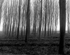 Negativo 4x5 Fp4 Ilford sviluppato con D76 in tank. A causa della perdita di temperatura della vasca durante il trattamento il negativo risulta un poco sottosviluppato.