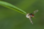 red eyes