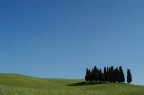 Cipressi