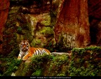La fotografia  stata scattata con una macchina fotografica digitale. In un secondo momento  stata ritoccata a computer aumentando il contrasto e regolando la colorazione.

Soggetto: Tigre Siberiana - Bioparco - Roma

Tecnologia: Nikon Coolpix L5 e Adobe Photoshop