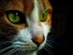 Occhi di gatto.. Occhi di gatto..