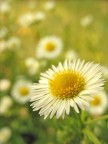 Fiore