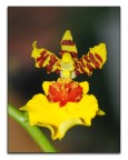 micro orchidea