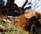 Autunno