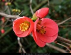 La fotografia  stata scattata con una macchina fotografica digitale. In un secondo momento  stata ritoccata a computer aumentando il contrasto, regolando la colorazione e togliendo le imperfezioni.

Soggetto: Chaenomeles japonica - Bioparco - Roma

Tecnologia: Nikon Coolpix L5 e Adobe Photoshop