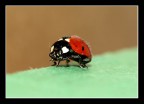 Seconda Macro