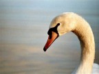 CIGNO LIBERO....