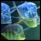 Questa foto  stata scattata dentro l'acquario di Montecarlo. In fotoritocco non ho alterato colori ed effetto sfocatura.