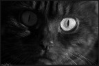 BlackCatEye