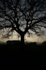 albero in contro luce albero in contro luce