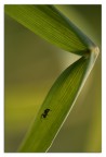 discesa