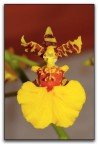 micro orchidea 2