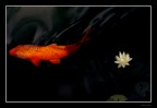 Red carpa