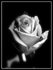 Rosa B&amp;W