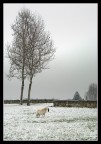 Prima nevicata