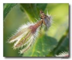 Natura