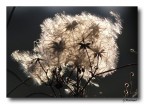 Ricami in controluce