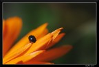 Traversata