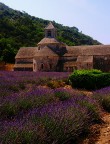 Lavanda