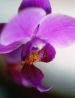 Nikon D100, Nikon Micro 60mm f2.8
ISO: 1000 
1/80s F3.5