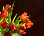 tulipani