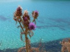 Lampedusa Cardo