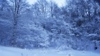 Alberi n.1