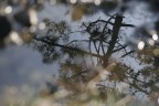 riflesso ..