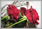 Rose #2