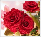 Rose #6