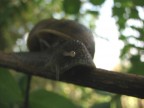lumaca