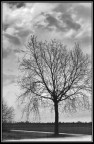 Albero