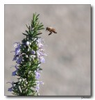 fly